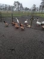 Khaky kambell eenden, Meerdere dieren, Eend