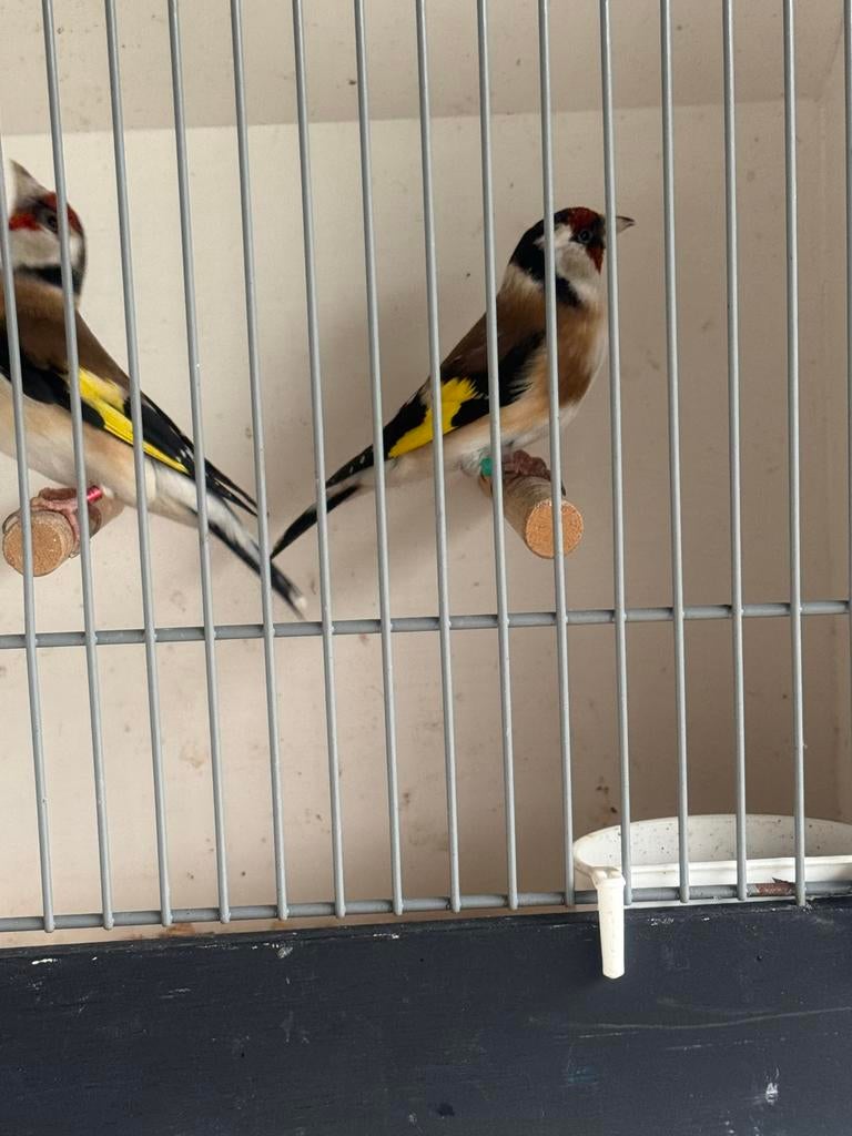 Majoor putter van buiten volière, Dieren en Toebehoren, Vogels | Overige Vogels, Mannelijk, Wildzangvogel