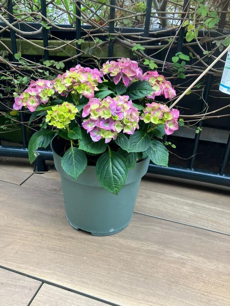 Mooie gezonde hortensia, Vaste plant, Halfschaduw, Zomer, Ophalen