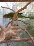 Barraband parkieten, Meerdere dieren, Geringd