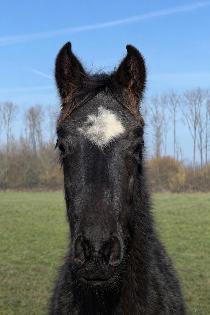 BP jaarling merrie, Dieren en Toebehoren, Paarden, Merrie, Dressuurpaard, 0 tot 2 jaar, 160 tot 165 cm