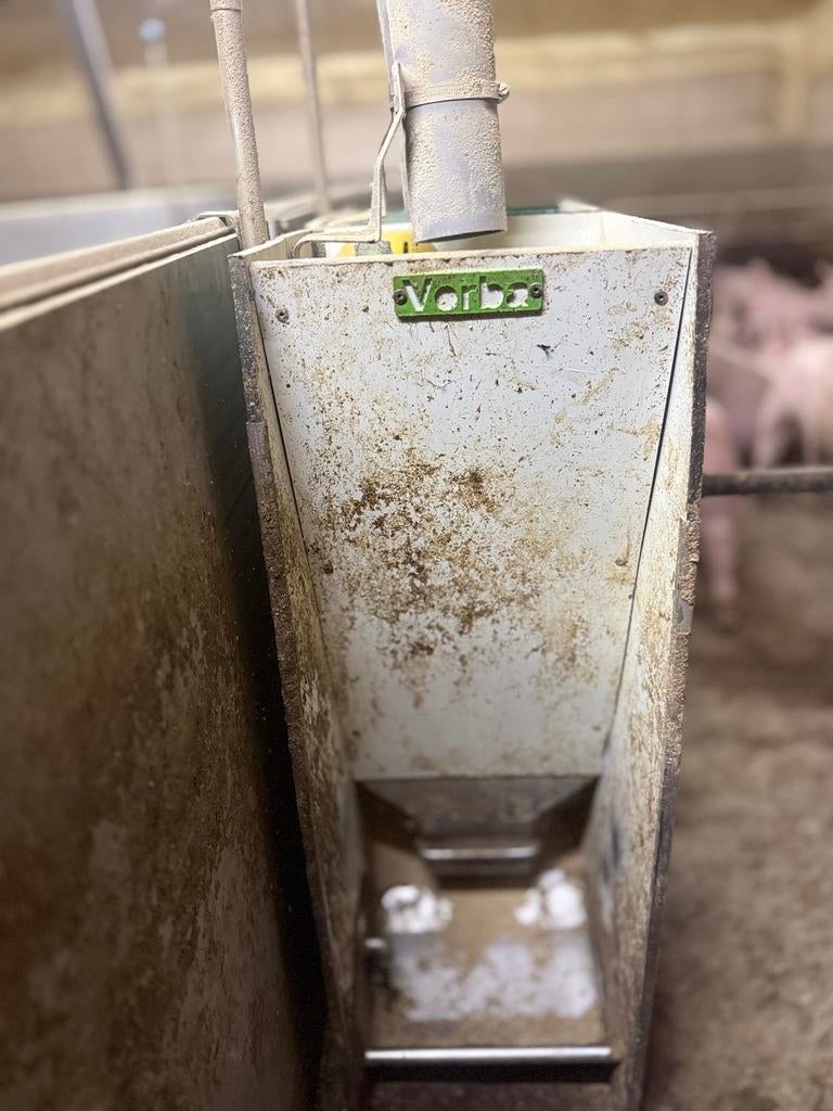 Voerbakken varkens, Mannelijk, Schaap