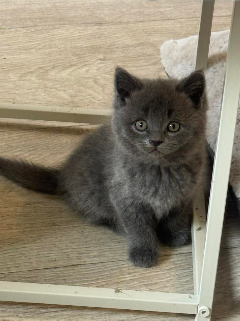 Britse korthaar kittens, Poes, Ontwormd