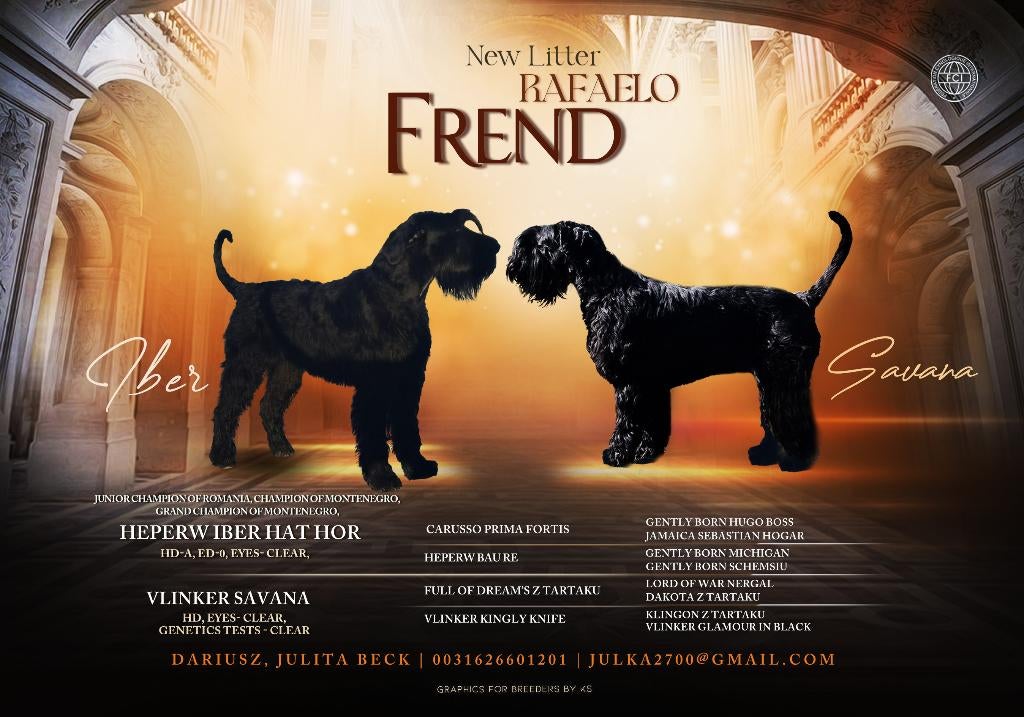 Riesenschnauzer pups FCI, Parvo, Overige rassen, 8 tot 15 weken, Meerdere