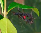 Psg 270 wandelende takken. Peruphasma Schultei, Dieren en Toebehoren, Wandelende tak