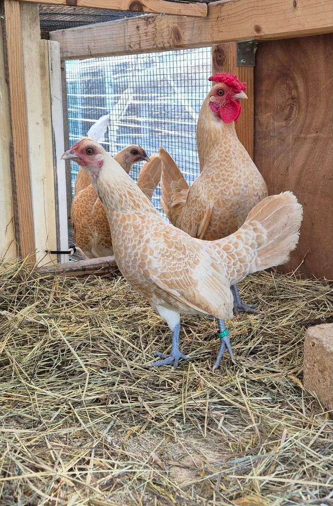 Broedeieren - Sebright, Geel-Wit gezoomd, Dieren en Toebehoren, Pluimvee, Geslacht onbekend, Kip