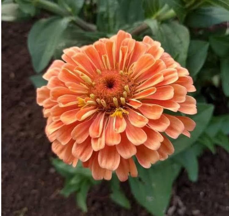 Zinnia ‘Eldorado’ zaden, Tuin en Terras, Bloembollen en Zaden, Verzenden, Volle zon
