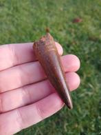 Top Spinosaurus tand uit Marokko dinosaurus fossielen, Ophalen of Verzenden, Fossiel