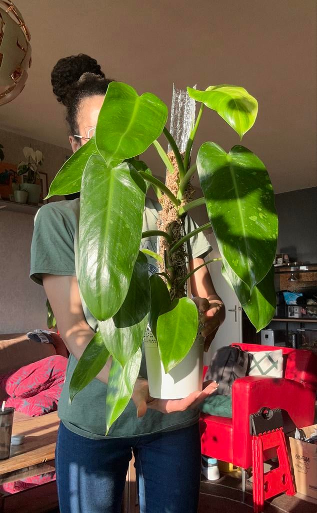 Philodendron Jose Buono (55 cm) met mospaal, Ophalen, Overige soorten, Halfschaduw, In pot