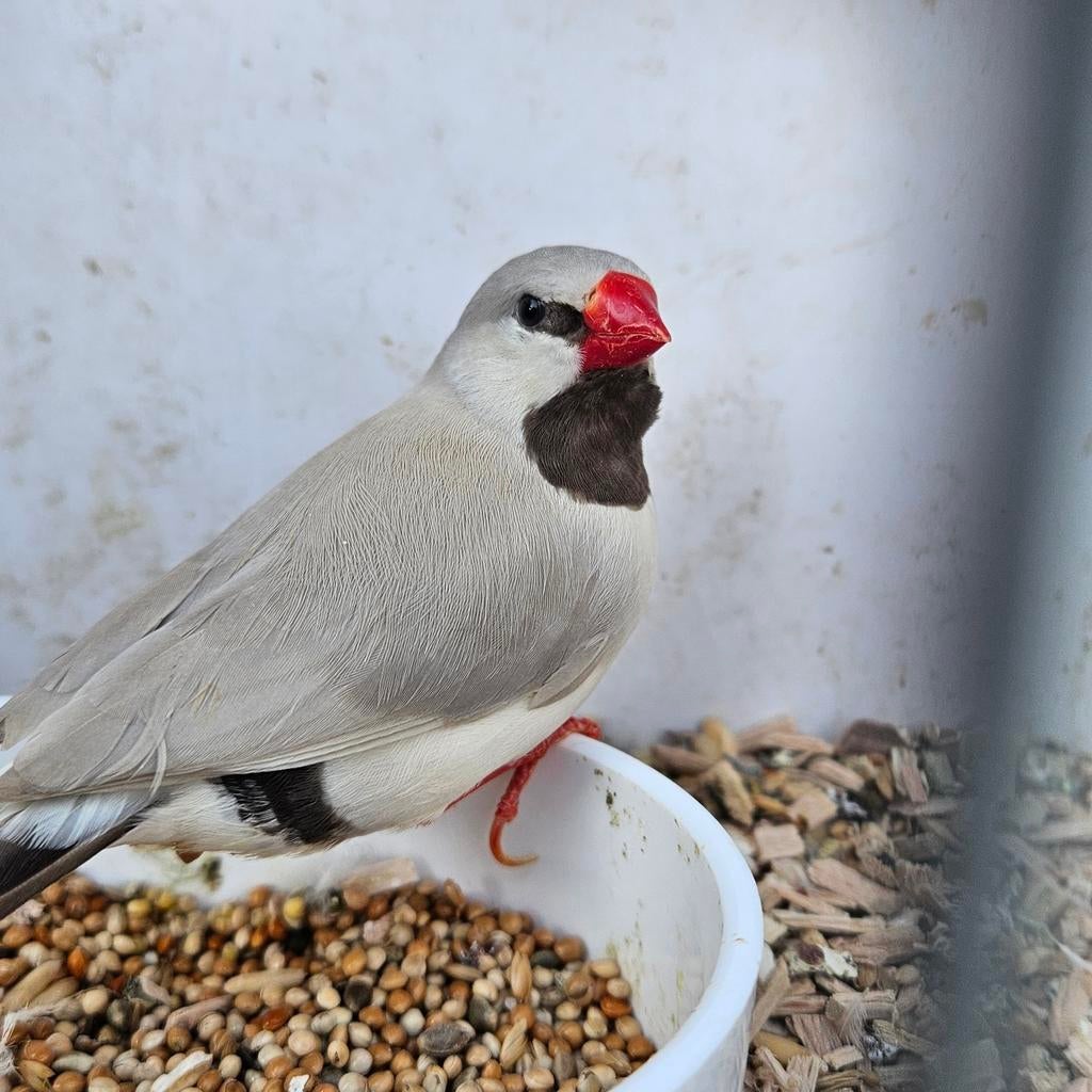3 mokka grijze spitsstaarten, Dieren en Toebehoren, Vogels | Overige Vogels, Meerdere dieren, Tropenvogel