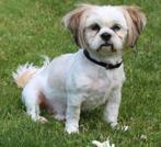 Nestaankondiging shitzu pups, 8 tot 15 weken, Meerdere, Meerdere dieren, Nederland