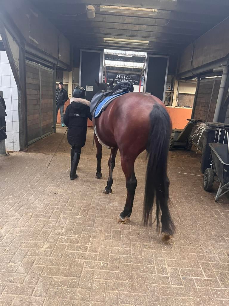 GEZOCHT: een verzorgpony voor beginners., Ophalen of Verzenden