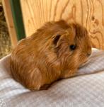 Jong cavia mannetje mixje, Maart, Mannelijk, Cavia