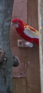 Rubino en prachtrosella koppel 2025 onverwant, Dieren en Toebehoren, Vogels | Parkieten en Papegaaien, Meerdere dieren, Parkiet