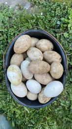 Verse ganzen eieren aangeboden, Meerdere dieren, Gans of Zwaan