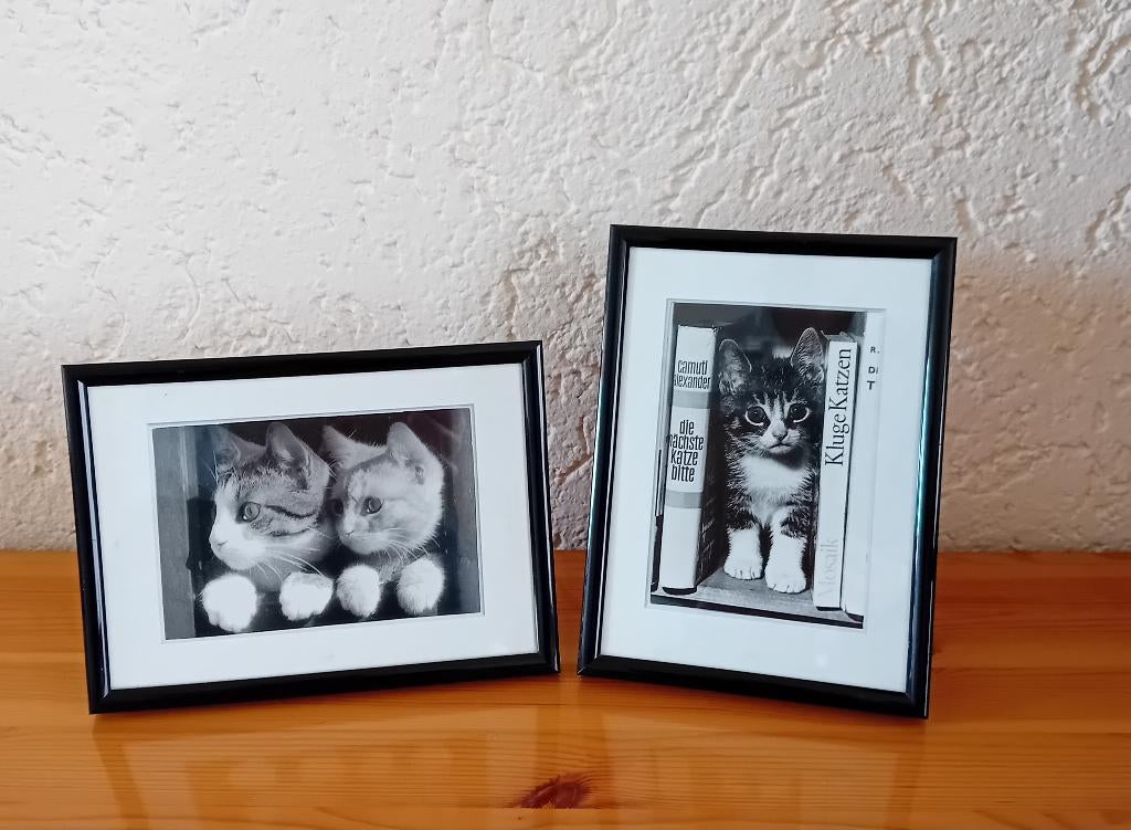 2 zwarte fotolijstjes met ansichtkaarten van katten, Ophalen of Verzenden, Gebruikt