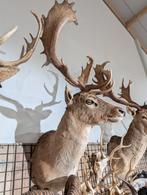 opgezet damhert shoulder borst preparaat hert, Ophalen of Verzenden, Nieuw, Opgezet dier