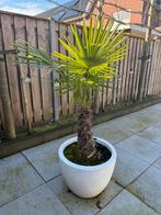 Palmboom inclusief pot, Tuin en Terras, 100 tot 250 cm, Zomer, Palmboom, Ophalen