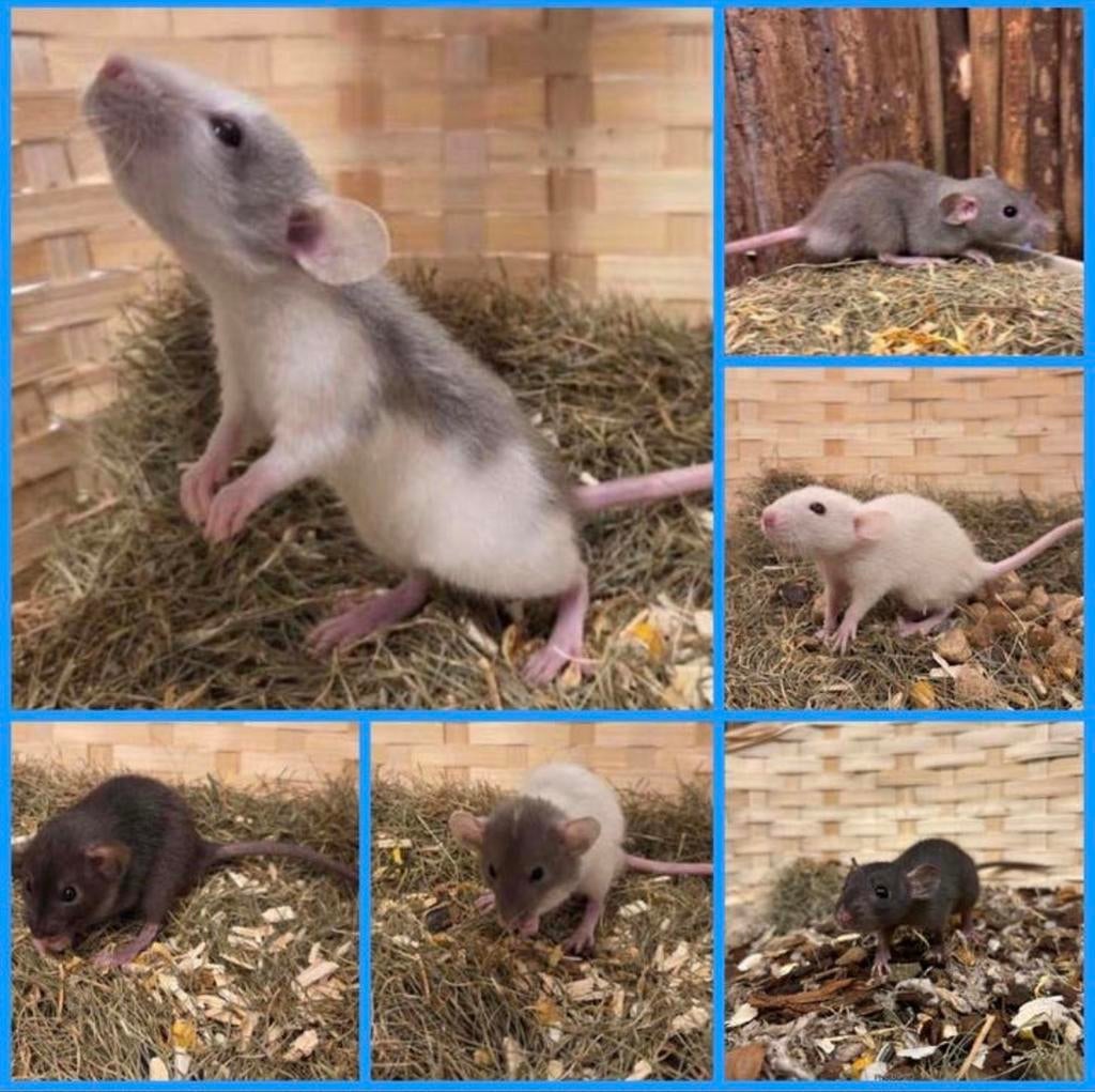 Lieve tamme dwergratten ( man, rechtstreeks van de fokker), Dieren en Toebehoren, Knaagdieren, Rat, Februari, Mannelijk, Tam