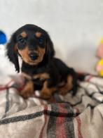 Dwerg teckel pups, België, Particulier, 8 tot 15 weken, Dwerg