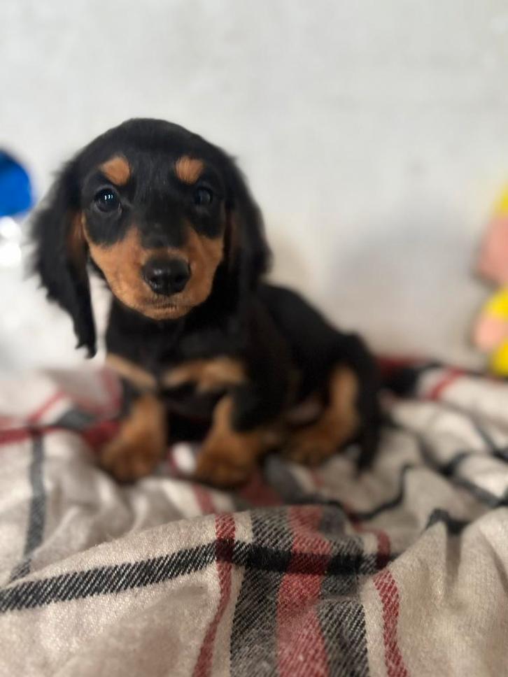 Dwerg teckel pups, Dieren en Toebehoren, Honden | Teckels en Dashonden, Meerdere dieren, Langhaar, Dwerg, Particulier, Meerdere