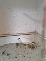 Witte zebravink pop, Dieren en Toebehoren, Vogels | Overige Vogels, Vrouwelijk