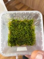 Terrarium mos christmas mos, Ophalen of Verzenden, Zo goed als nieuw, Plant(en), Steen of Hout