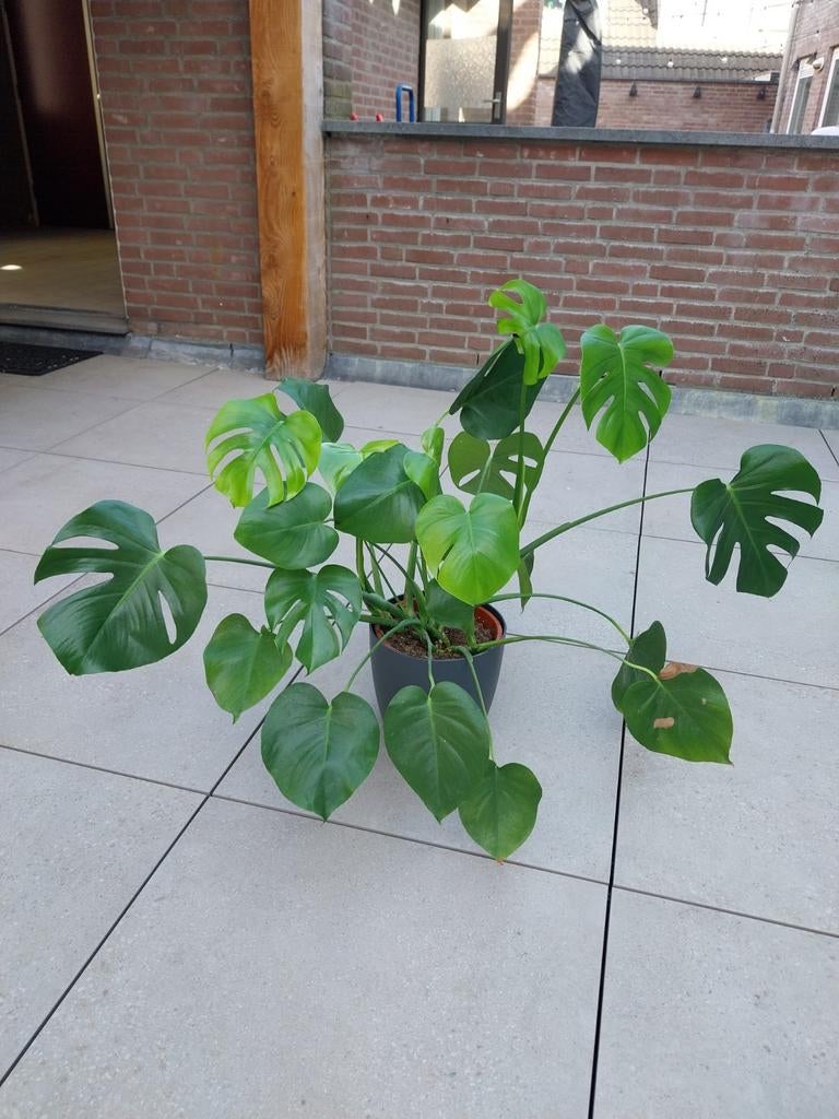 Grote Monstera Deliciosa, Huis en Inrichting, Kamerplanten, Ophalen, Overige soorten, Halfschaduw, In pot