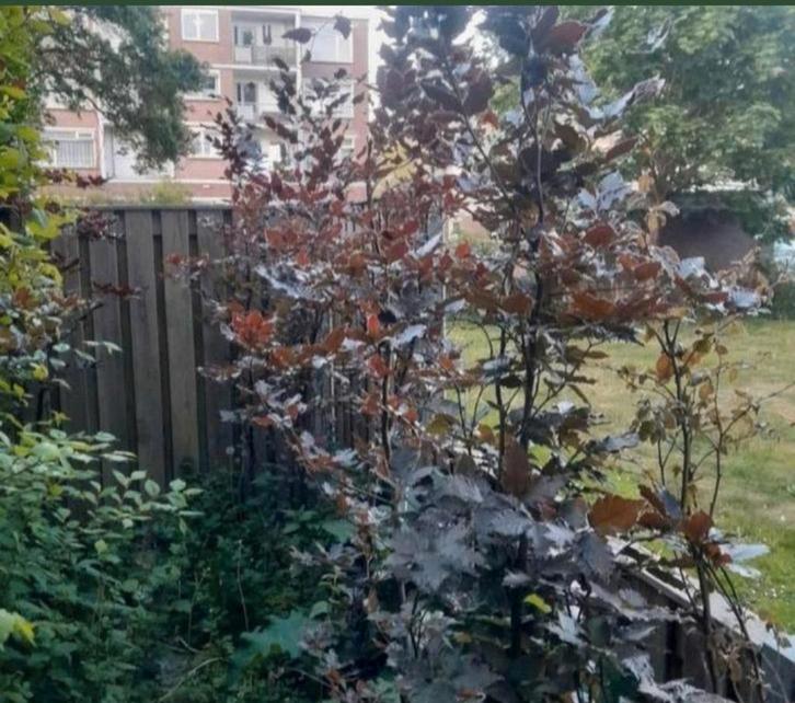 Rode Zuilbeuk - Elegante Boom voor Uw Tuin, Tuin en Terras, Planten | Bomen, Zuilboom, 100 tot 250 cm, Volle zon, Bloeit niet