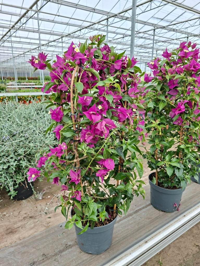 Bougainvillea glabra Sanderiana - boog pot 17, Tuin en Terras, Ophalen of Verzenden, Overige soorten, Volle zon
