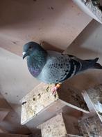 postduiven, Meerdere dieren, Postduif