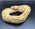 0.1 Pastel Mojave Clown ball python regius te koop, Dieren en Toebehoren, Slang, Tam, 0 tot 2 jaar