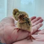 5 Japanse kwartel kuikens, Dieren en Toebehoren, Pluimvee, Geslacht onbekend, Overige soorten