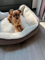 Yorkshire pup, Ophalen, Zo goed als nieuw