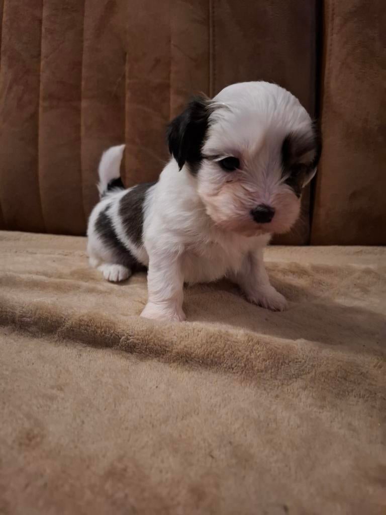 Boomer pups, Overige rassen, 8 tot 15 weken, Parvo, Meerdere