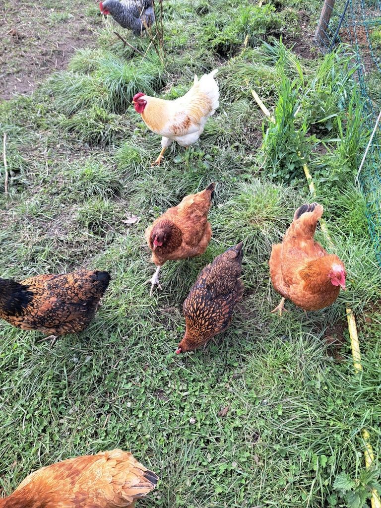 Jonge kippen, Dieren en Toebehoren, Pluimvee, Kip, Meerdere dieren