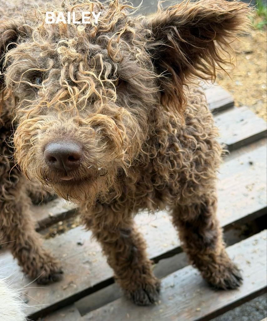 Bailey zoekt baasje, Dieren en Toebehoren, Honden | Niet-rashonden, Particulier, 15 weken tot 1 jaar, Buitenland, Teef