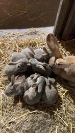 Vlaamse reus konijnen, Dieren en Toebehoren, Konijnen, Meerdere dieren, Groot