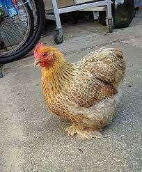 Cochin krielkippen., Dieren en Toebehoren, Vrouwelijk, Kip