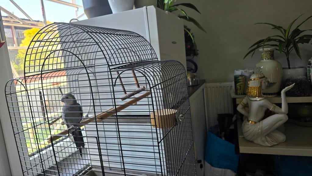 Valkparkiet, Dieren en Toebehoren, Vogels | Parkieten en Papegaaien, Mannelijk, Parkiet, Tam