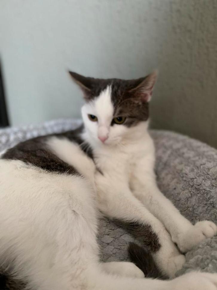 Te koop kat, Dieren en Toebehoren, Katten-accessoires, Ophalen