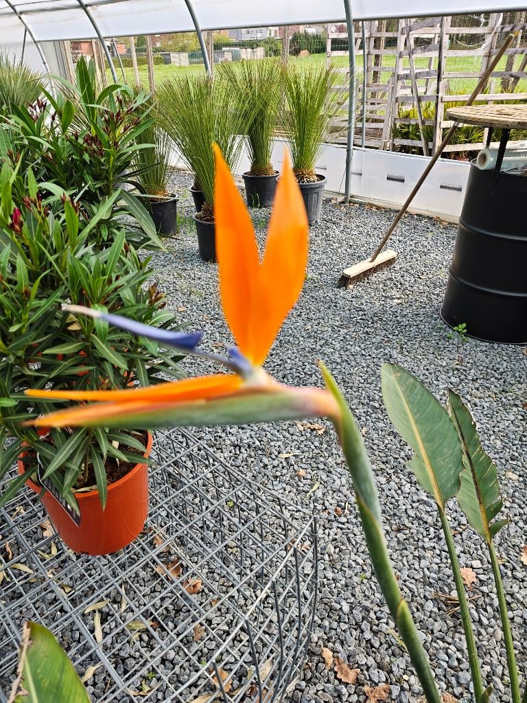 Strelitzia reginae paradijs vogelbloem, Tuin en Terras, Planten | Bomen, Ophalen, Volle zon, Overige soorten