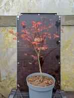 Japanse Esdoorn, Tuin en Terras, Planten | Bomen, Ophalen, Bloeit niet, Halfschaduw, Overige soorten