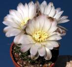 cactus - Gymnocalycium bruchii var. matznetteri cluster, Ophalen of Verzenden, Cactus, Volle zon, Minder dan 100 cm