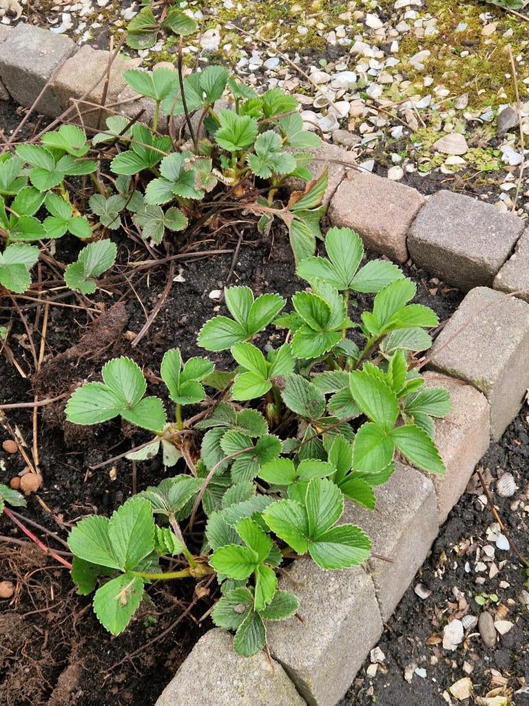 Aardbeienplant stekjes, Ophalen