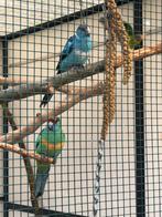 Mooi koppel Barnard parkieten, Meerdere dieren, Parkiet