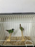 Driekleurpapegaaiamadine, Dieren en Toebehoren, Meerdere dieren, Tropenvogel, Geringd