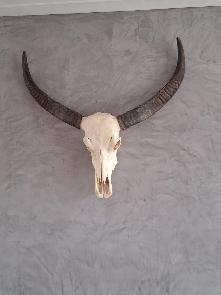 Schedel met hoorn / Watusi / Longhorn, Verzamelen, Dierenverzamelingen, Ophalen, Zo goed als nieuw, Wild dier, Schedel