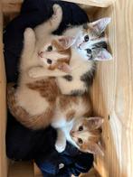 Kittens, Dieren en Toebehoren, Katten en Kittens | Raskatten | Korthaar, Kater, 0 tot 2 jaar