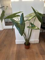 Alocasia Zebrina ~ 93cm, Ophalen, Halfschaduw, Minder dan 100 cm